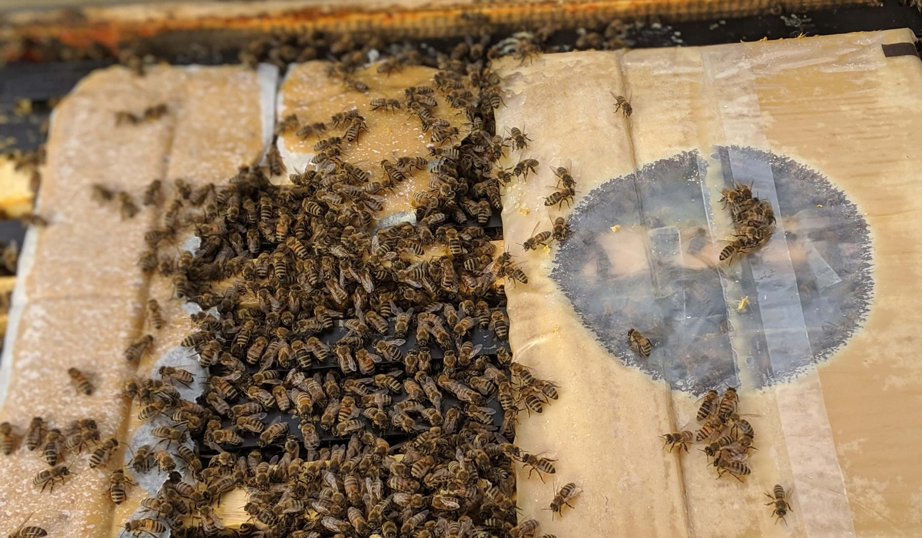 Why Bees Need Pollen and When to Feed It