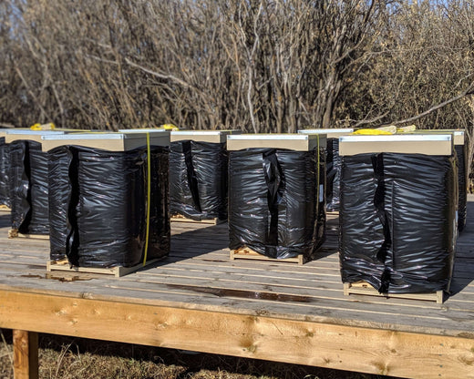 Should I open my hive in the winter?