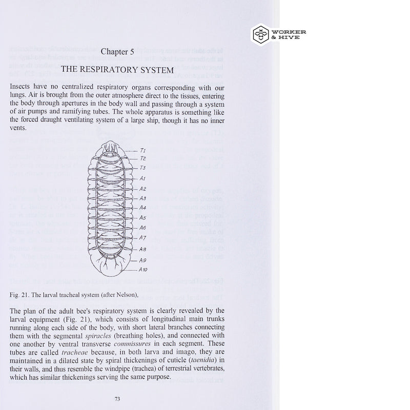 A Lively Hive - A Biodynamic Beekeeping Guide For Honeybee Health
