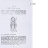 A Lively Hive - A Biodynamic Beekeeping Guide For Honeybee Health