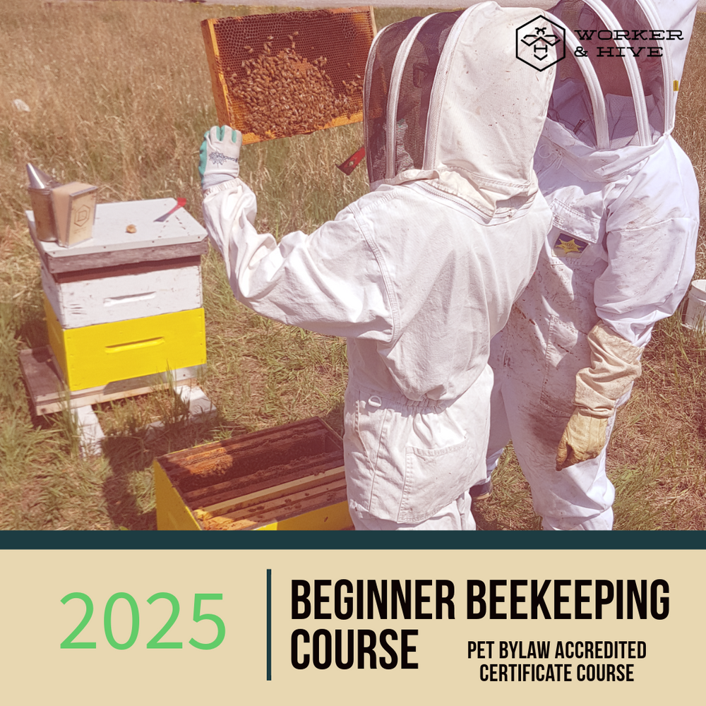 Beginner Beekeeping Course