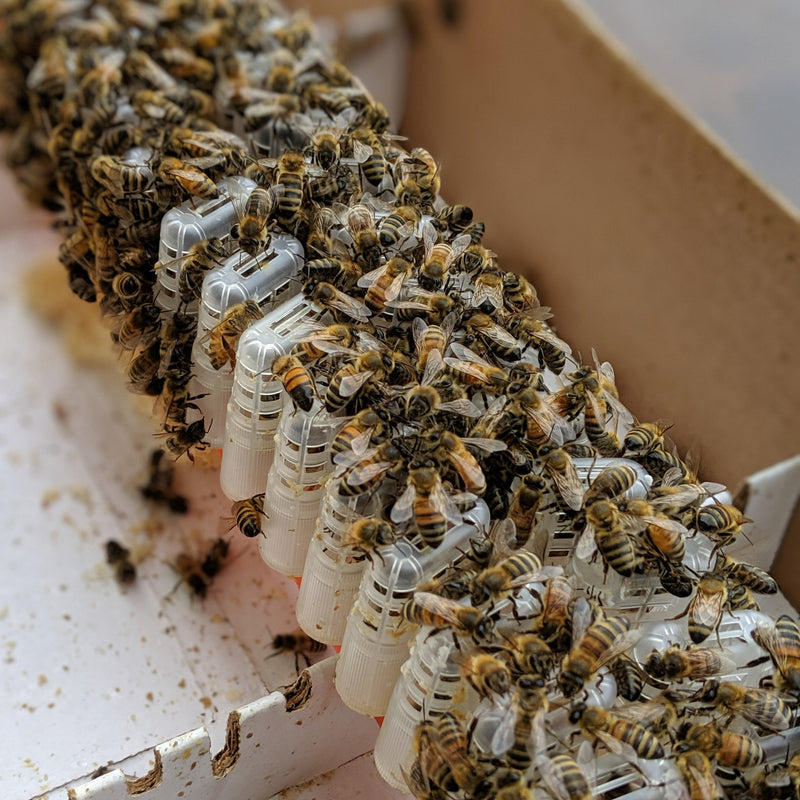 2026 Late Season Local Queen - Limited Quantities