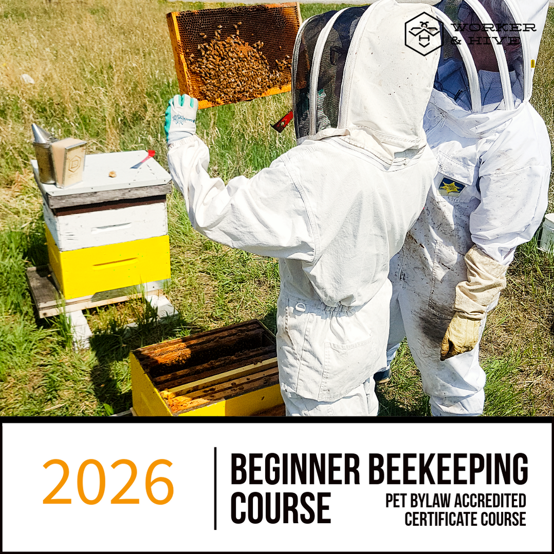 BetterComb - Fully Drawn Comb — Worker and Hive Bee Supply
