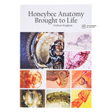 Honeybee Anatomy Brought to Life