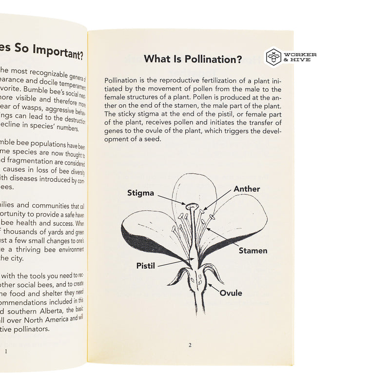 Little Books on Bees - Bumble Bees