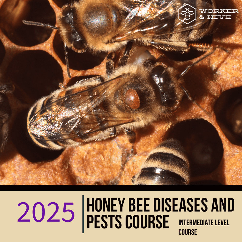 Honey Bee Diseases and Pests Course