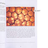 Practical Small Scale Queen Rearing Using the Miller Method