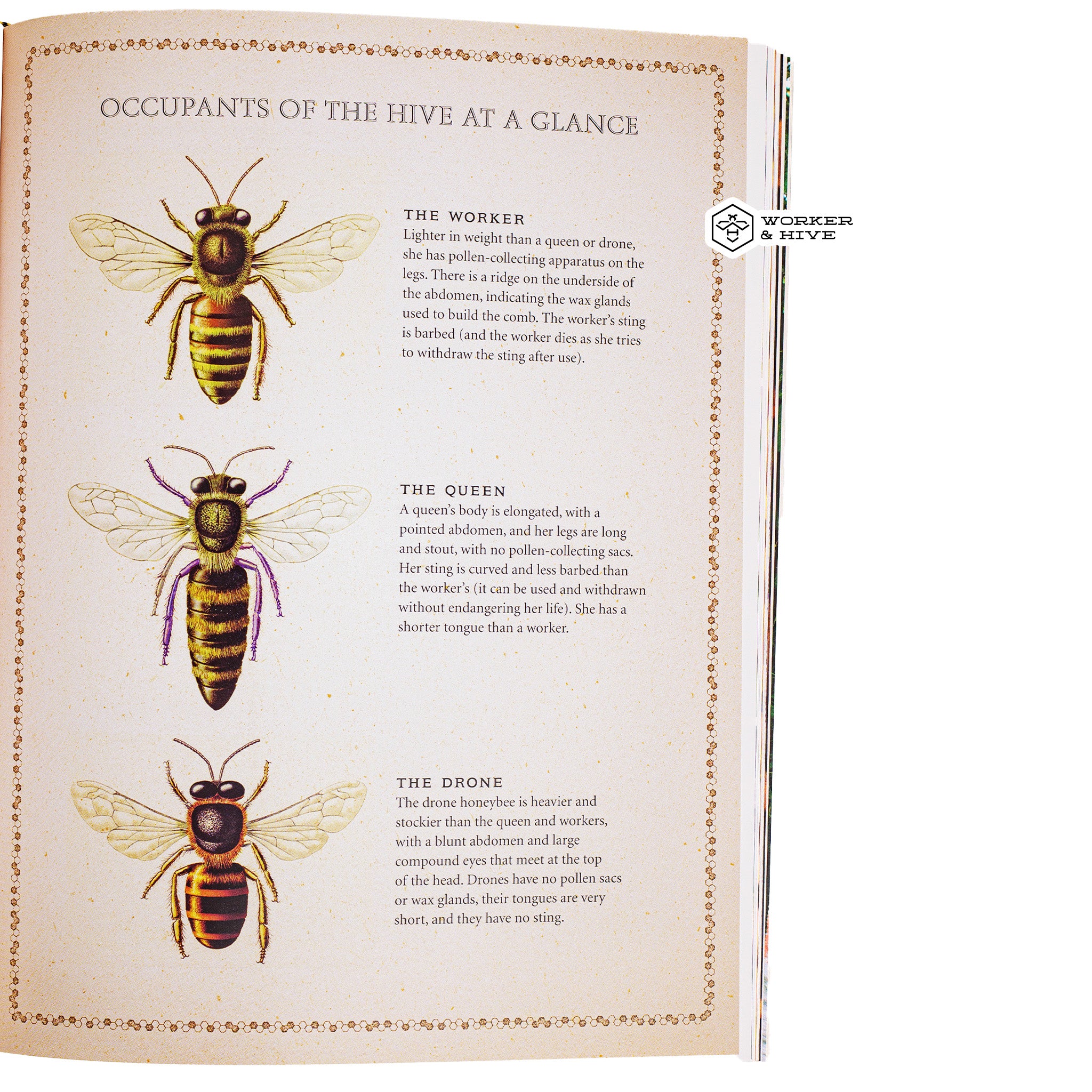 The Beekeepers Bible - Hard Cover — Worker and Hive Bee Supply