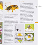 The Bees In Your Backyard