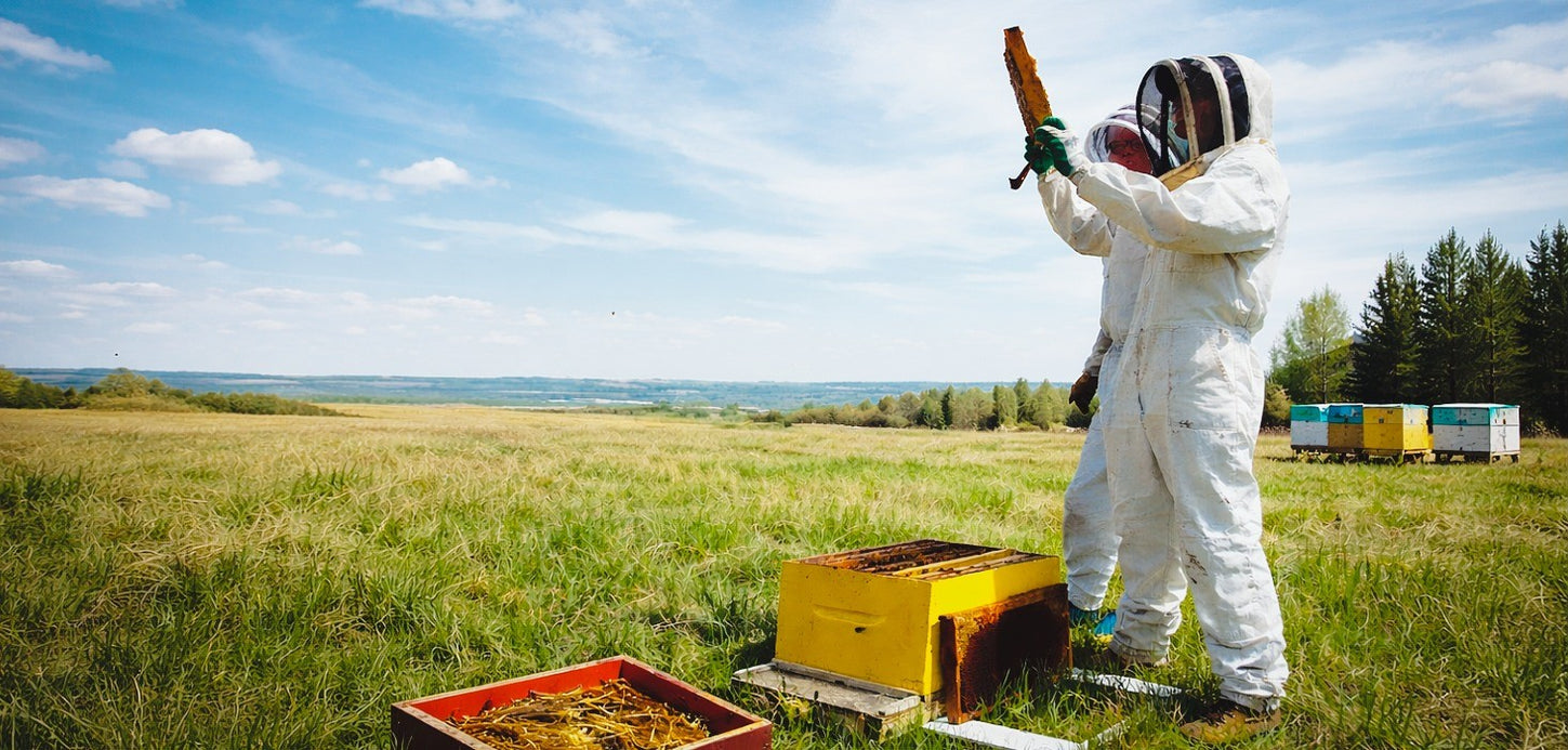 Worker and Hive Bee Supply