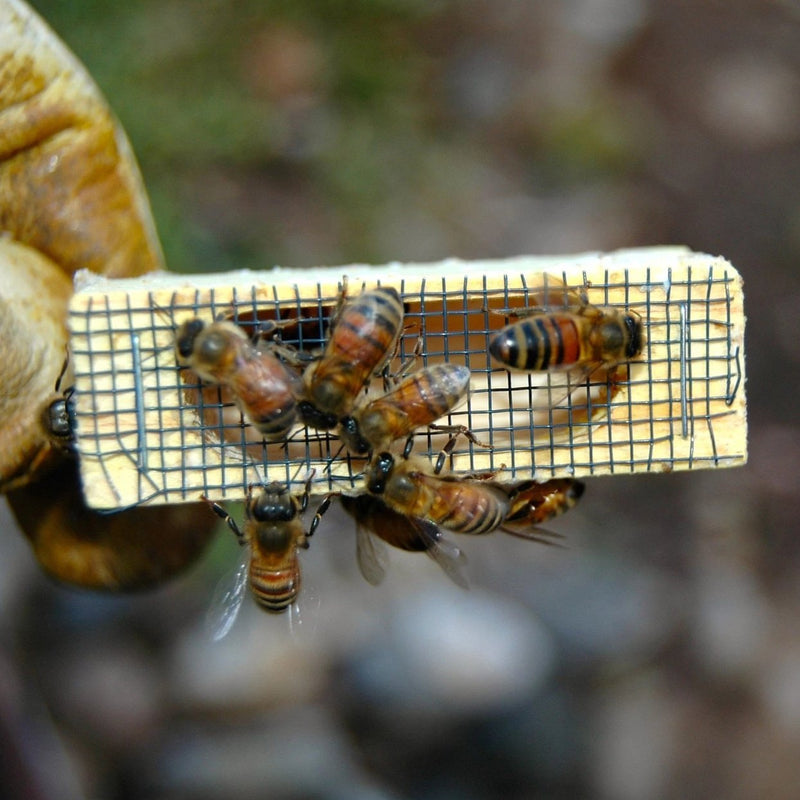 Bill Stagg (Sweetacre Apiaries) Mated Queen Bee - 2026